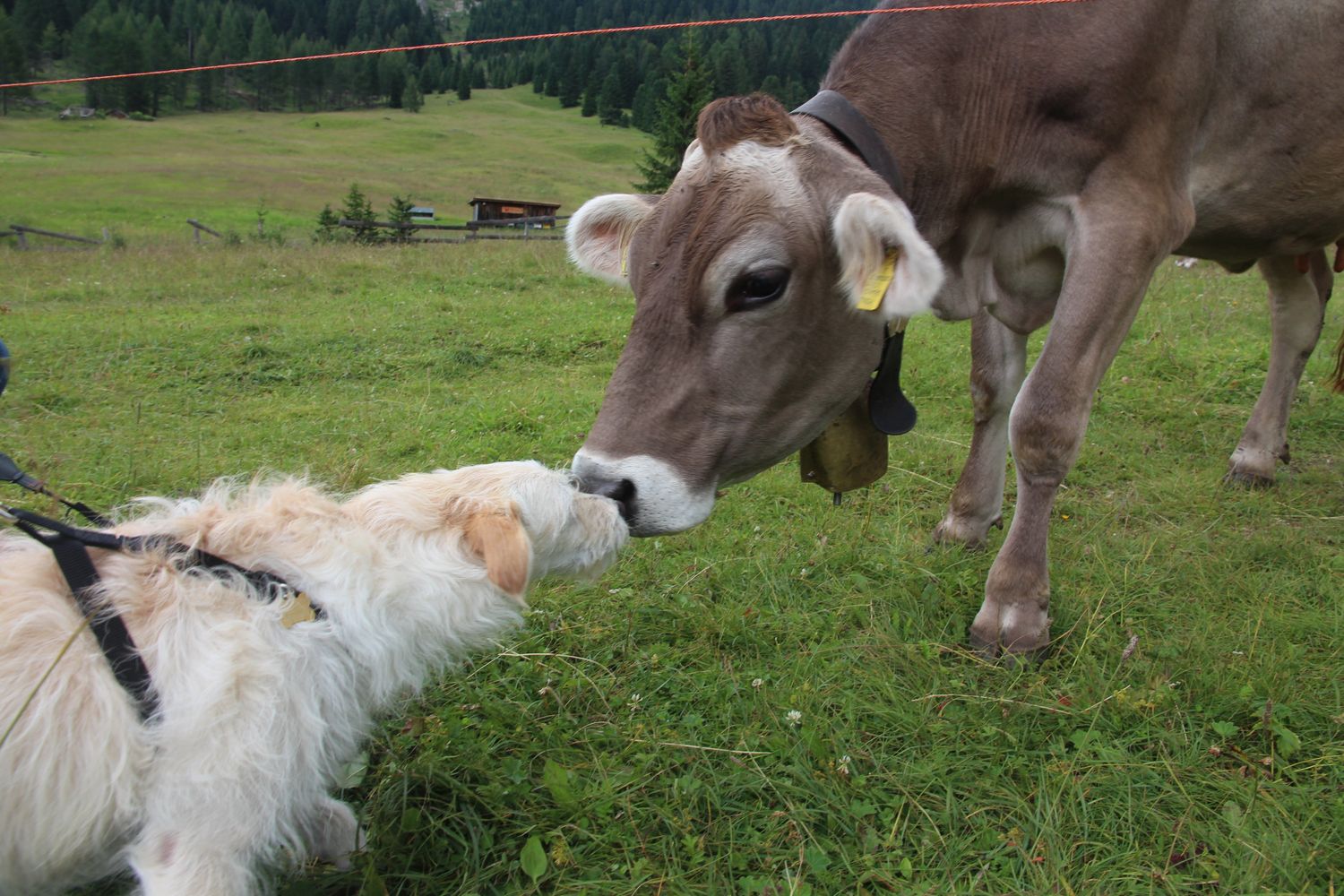 Die Begegnung zwischen Mutterkuh und Hund ist meist problematisch.