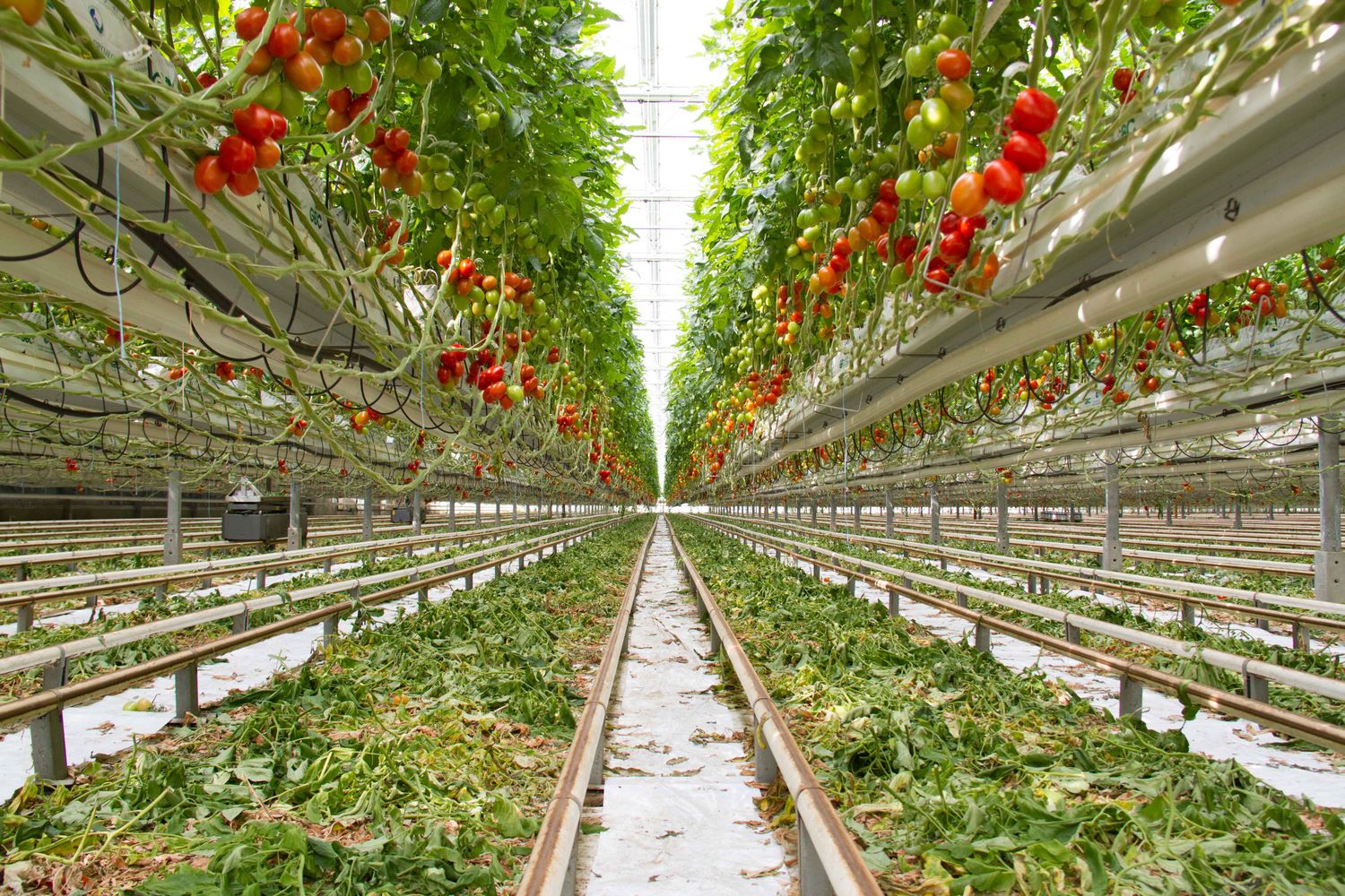 Tomaten werden in Österreich zum Teil auch erdelos angebaut. FOTO: Land Schafft Leben 2016