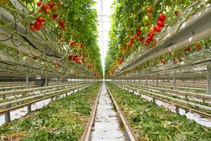 Erdeloser Anbau