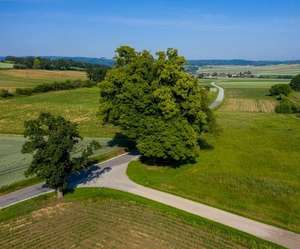 Riesige_Linde_2-ID93404-Size650px-e1663143570971.jpg