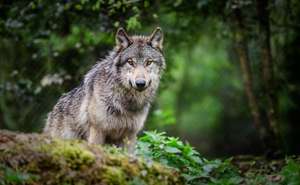 Wolf im Wald