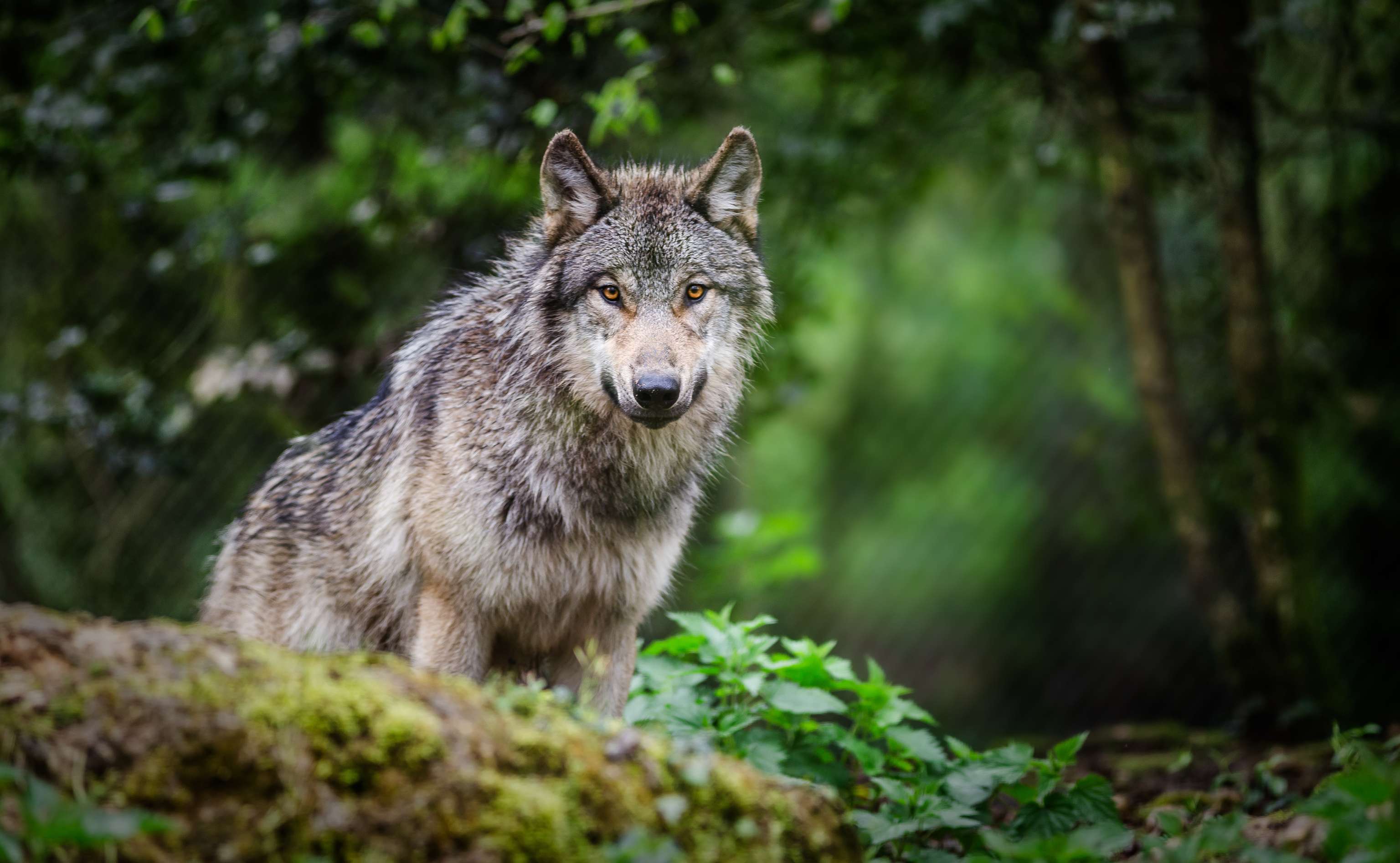 Wolf im Wald