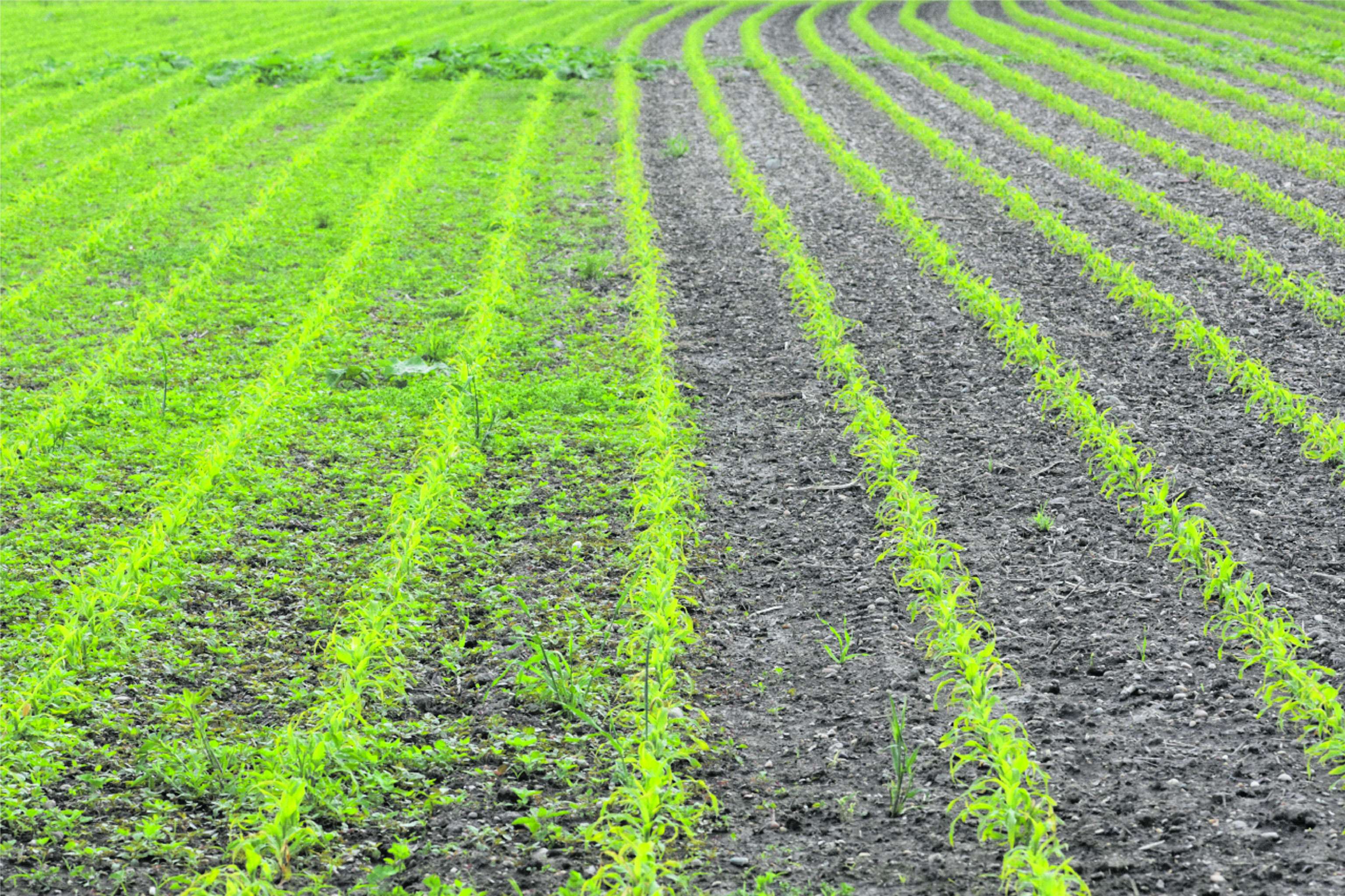 Rechts wurde mit Adengo behandelt