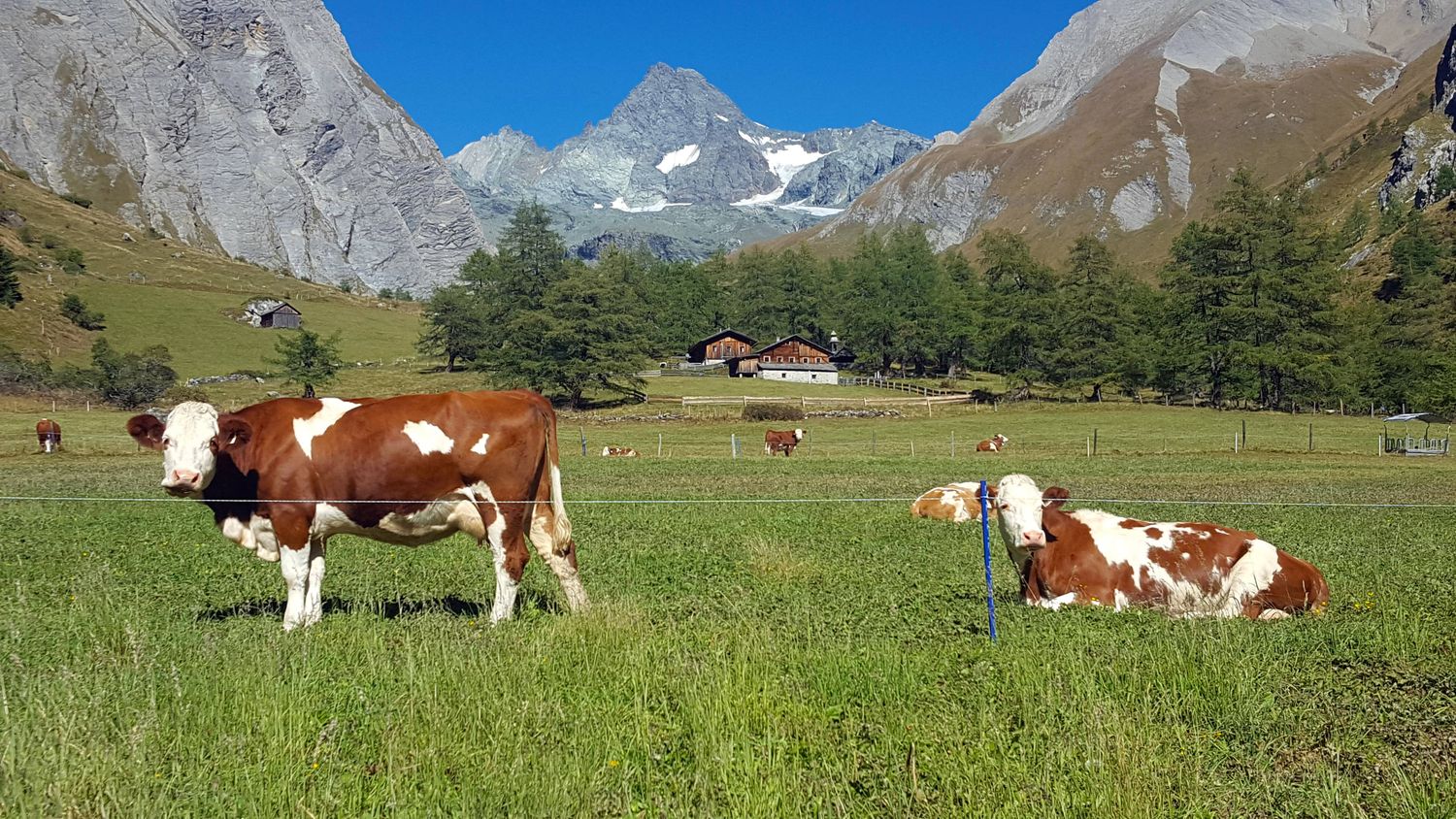 Eine gute Almvorbereitung ist der halbe Erfolg für einen guten Almsommer.