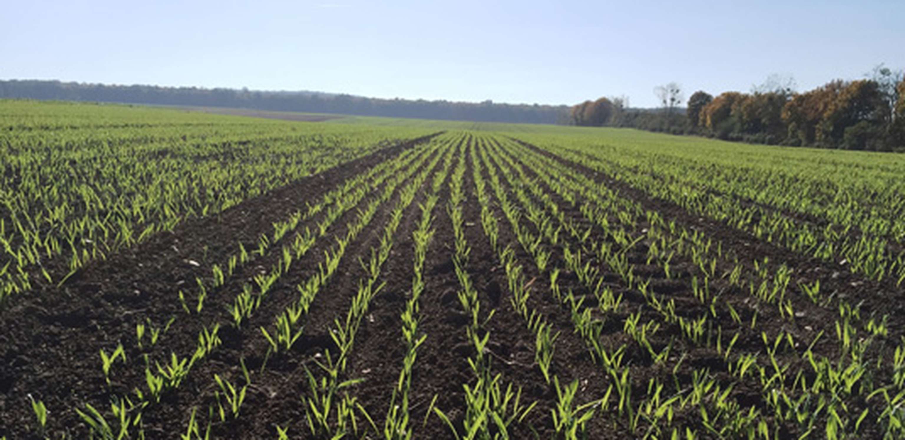 Kwizda-Getreide_535x260.jpg