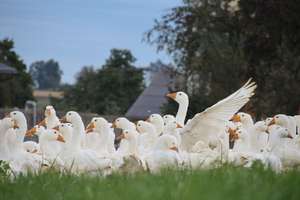 Weidegänse draußen im Gras