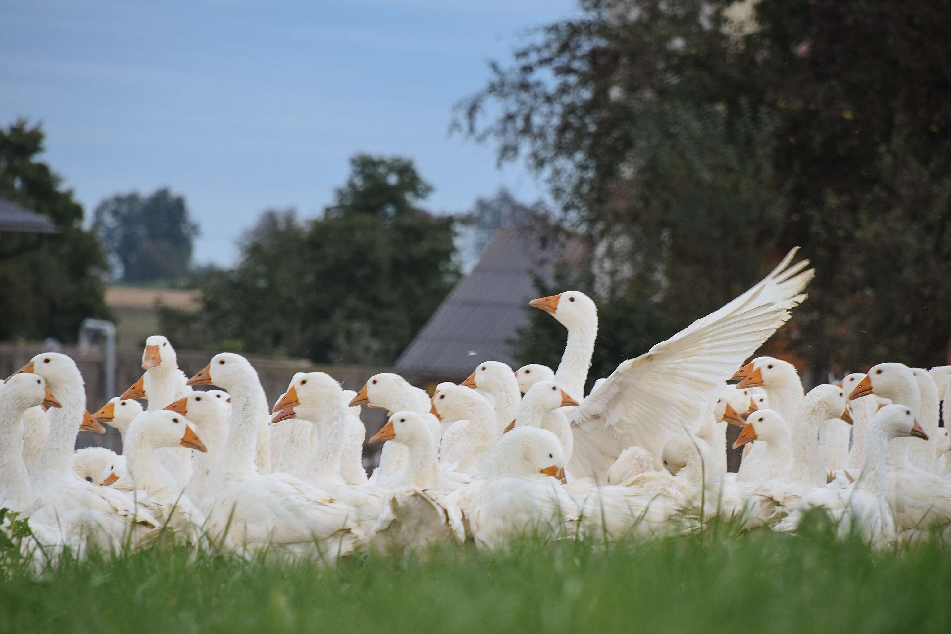 Weidegänse draußen im Gras