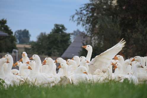 Weidegänse draußen im Gras