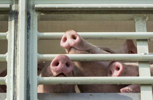 Ferkel schauen aus einem LKW