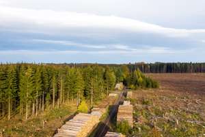 Wald