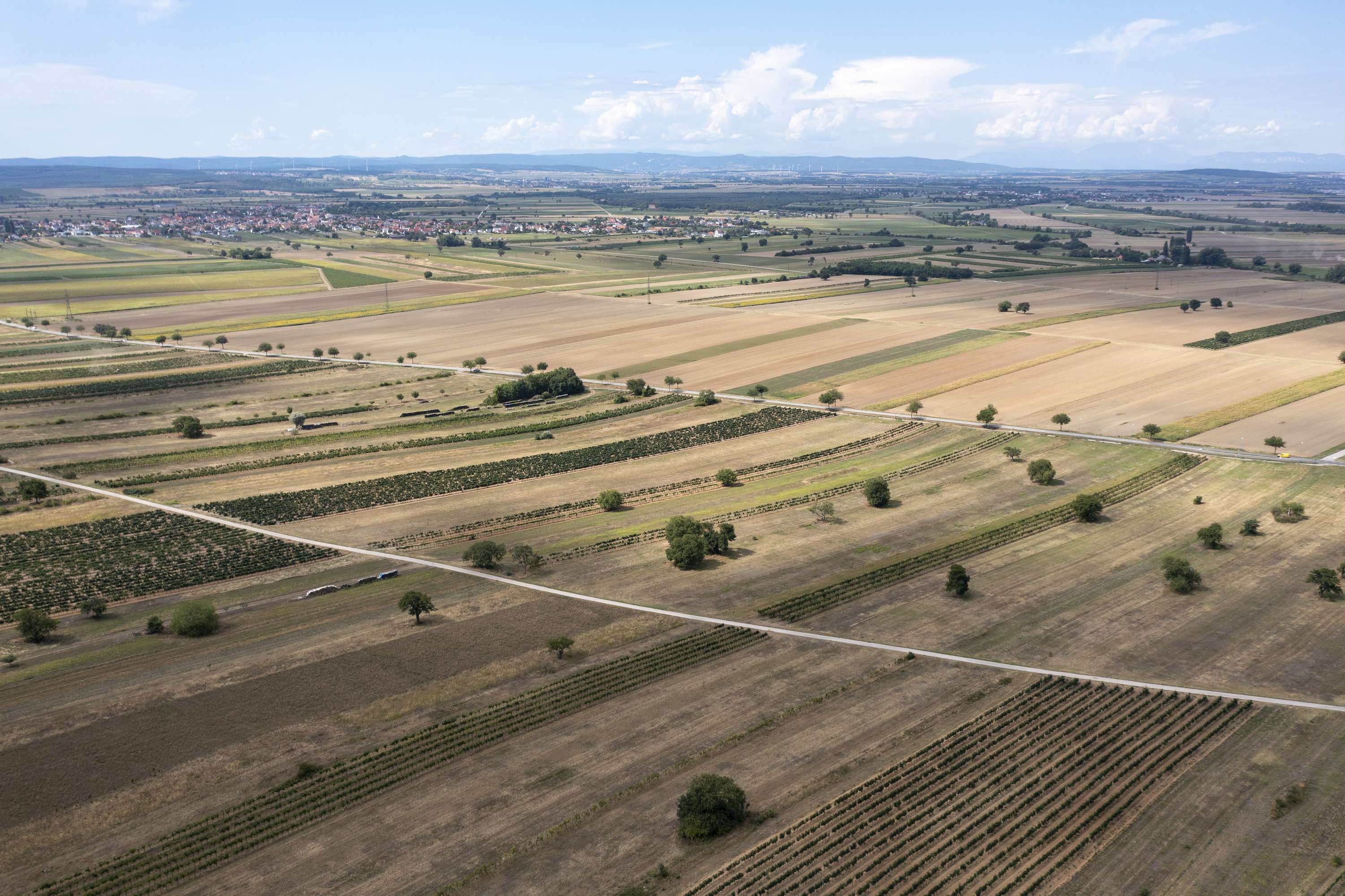 Trockenes Feld