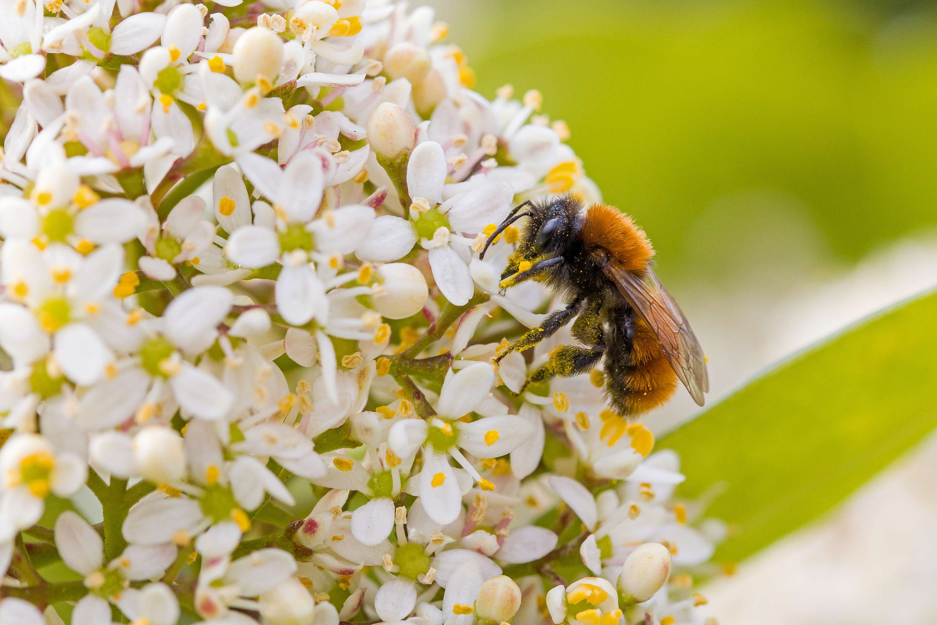 Wildbiene auf Blüte