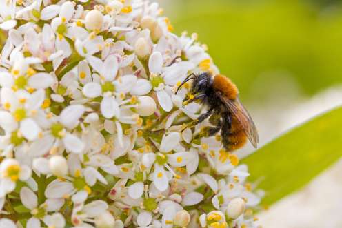 Wildbiene auf Blüte