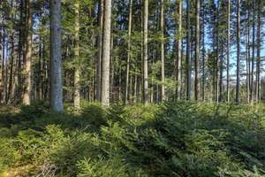 Tannenwald 14 ID71926