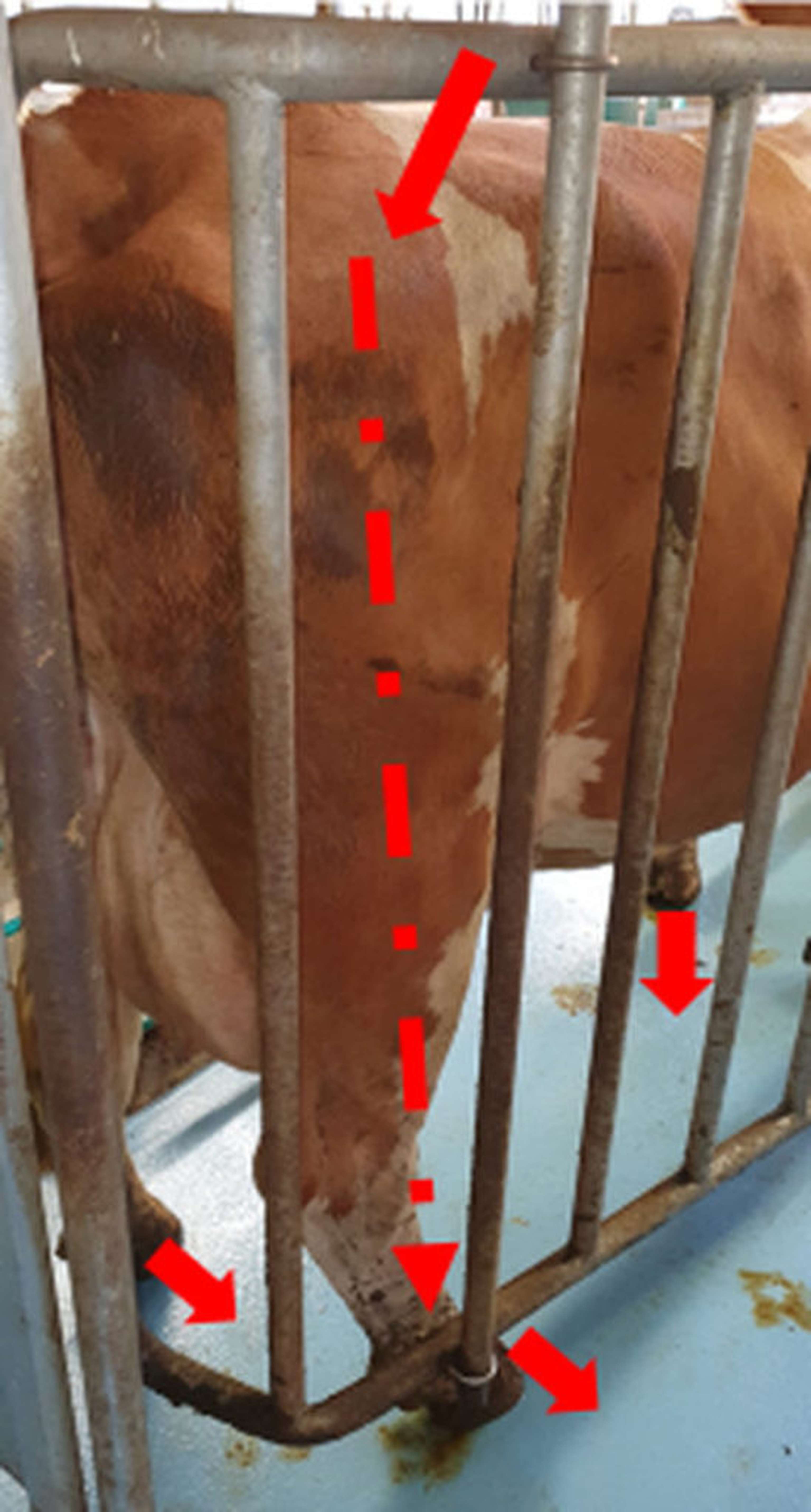 Hier besteht ein Potentialunterschied zwischen Gestänge und Boden (“Erde”). Über das Tier fließt ein Kriechstrom zum Boden hin.