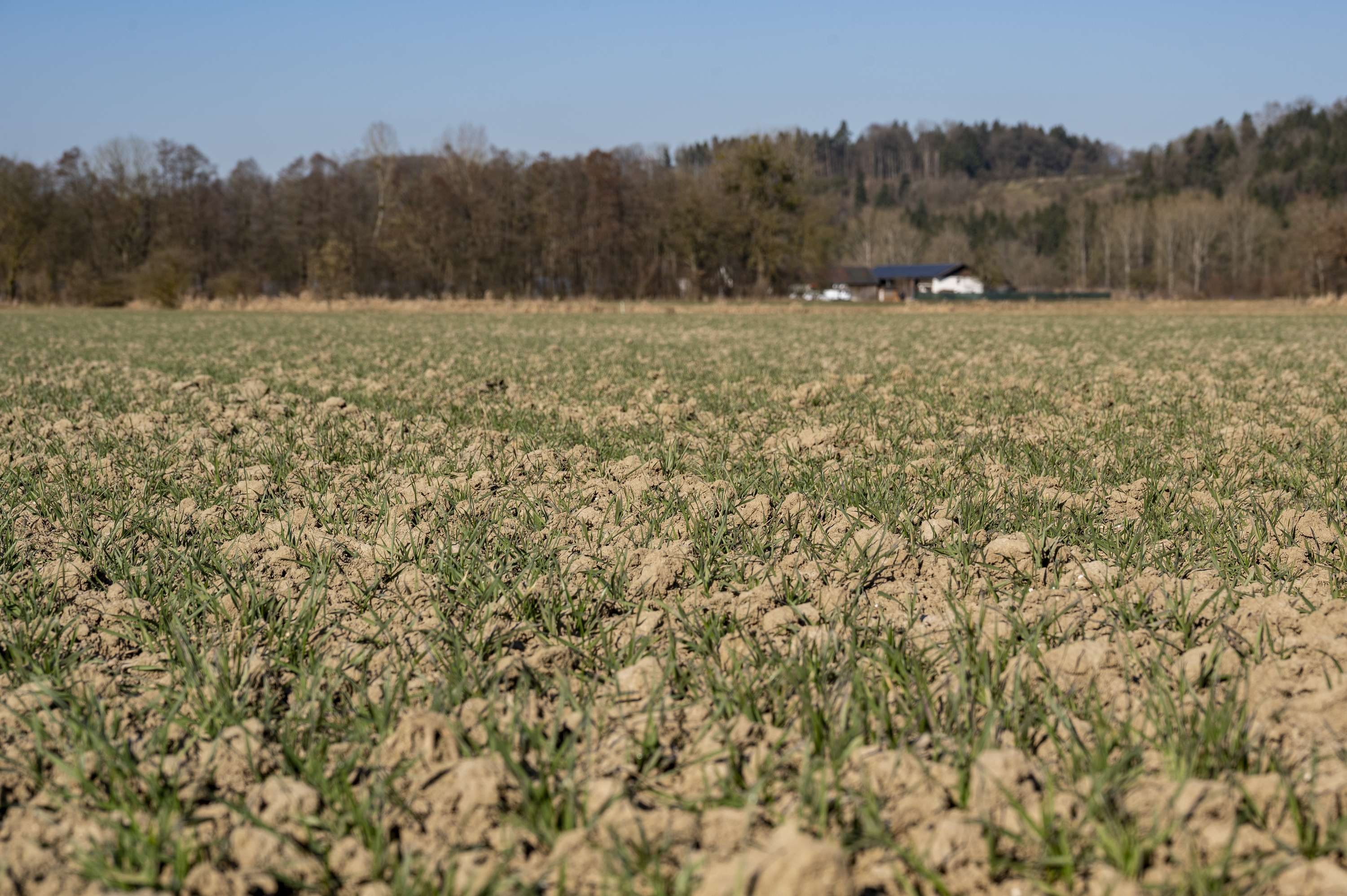 Trockenheit_Maerz_Weizen