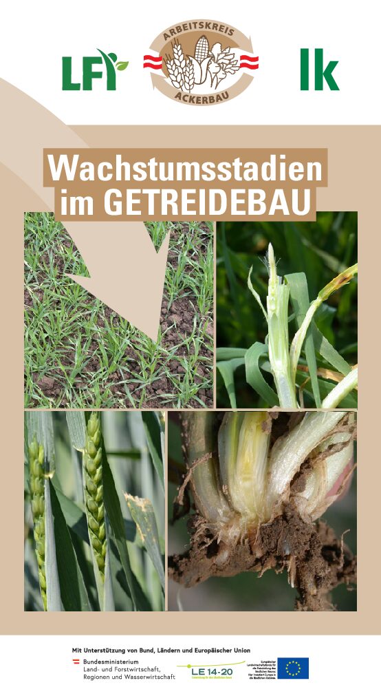 aloe winterhart Explore Our Cactus Aloe Lace Aristata, Torch Plant