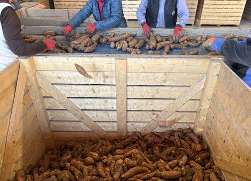 Arbeiter mit roten Handschuhen sortieren Süßkartoffeln auf einem Förderband, die in eine große Holzkiste fallen.