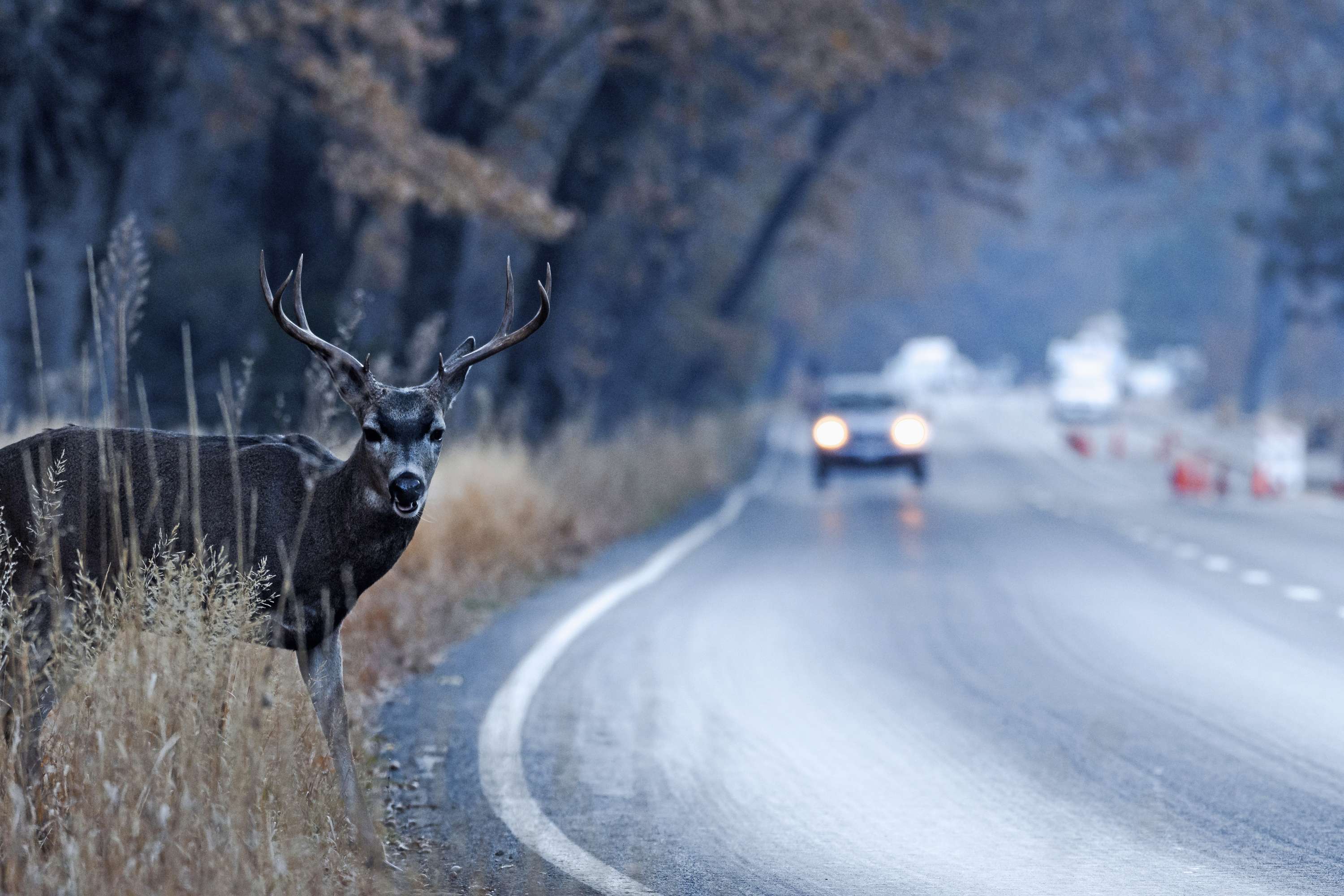 Wild neben der Fahrbahn