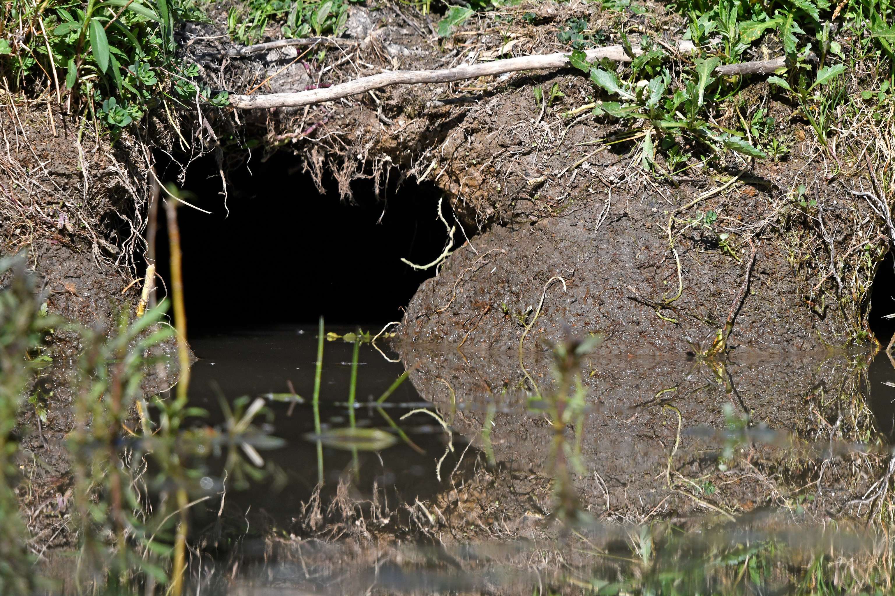 Bau Nutria