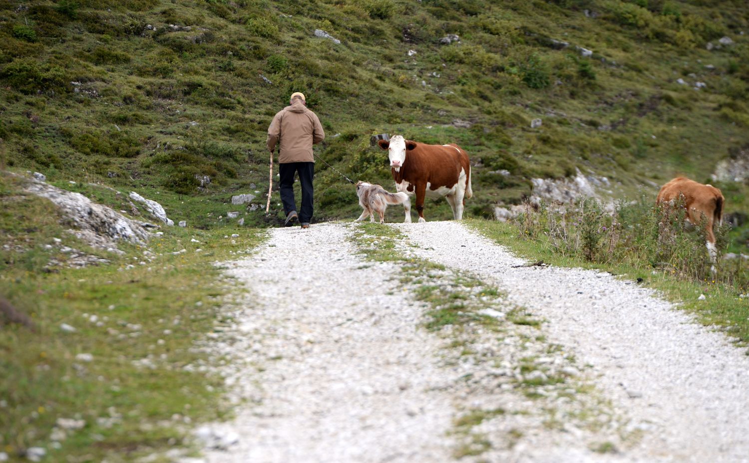 Eine Wandertour mit dem Hund kann durch das Aufeinandertreffen mit einer Kuh(herde) rasch zu einem unnötig gefährlichen Unterfangen werden.