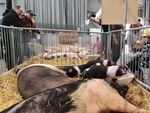 Familien bringen Kindern die Tierhaltung nahe.