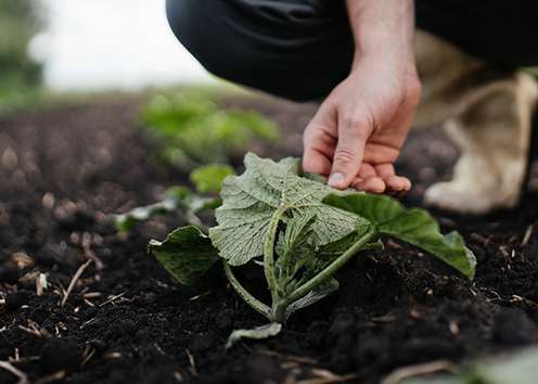 A person gently tending to a young plant in rich, dark soil, surrounded by rows of greenery, illustrating gardening or farming care.