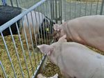 Kontaktfreudig durch den Zaun