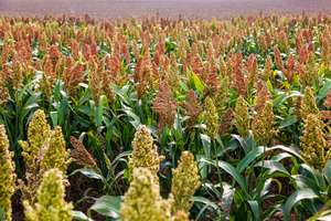 Sorghum-Feld