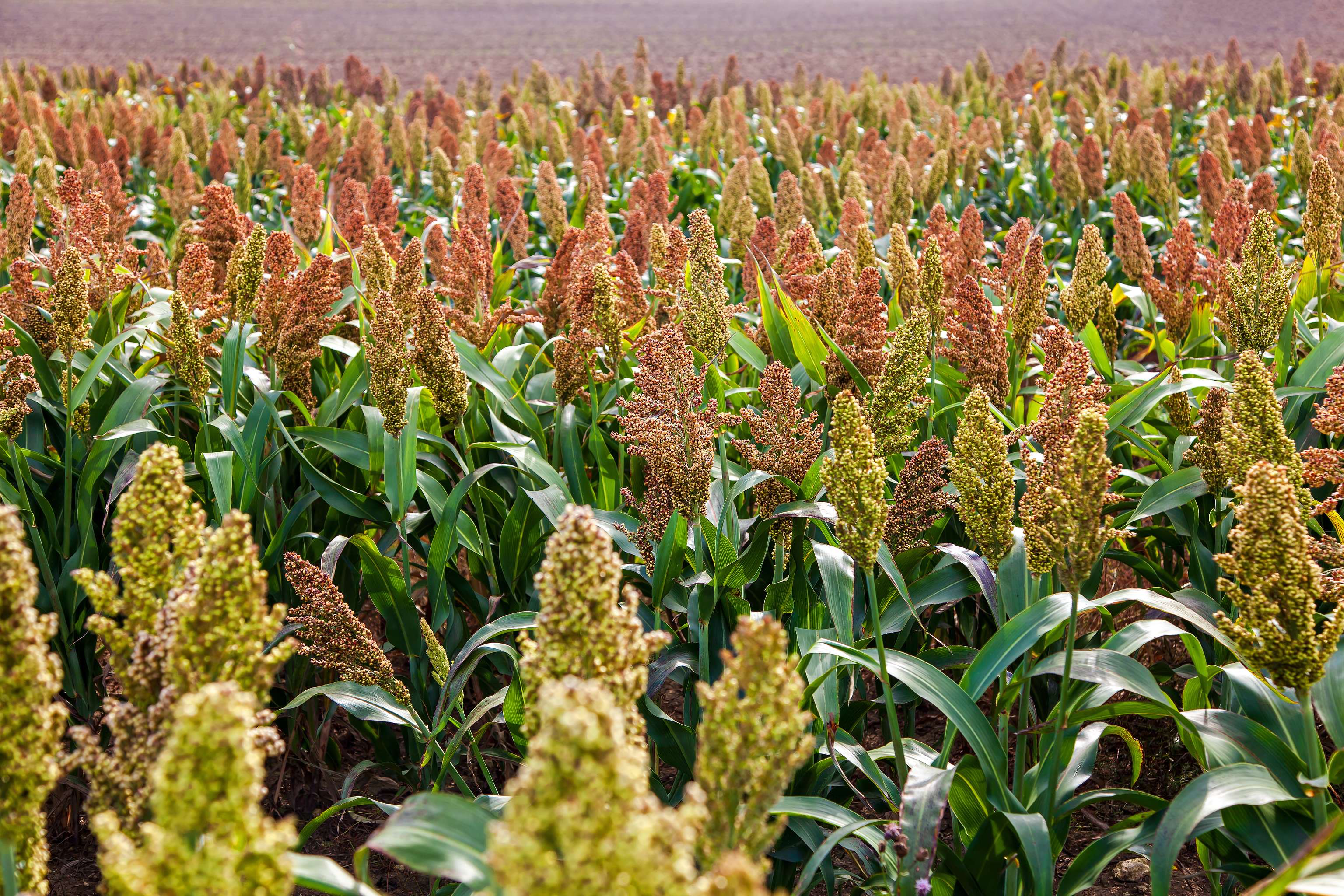 Sorghum-Feld