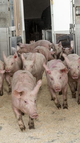 Abgesetzte Ferkel laufen auf einen Viehtransporter