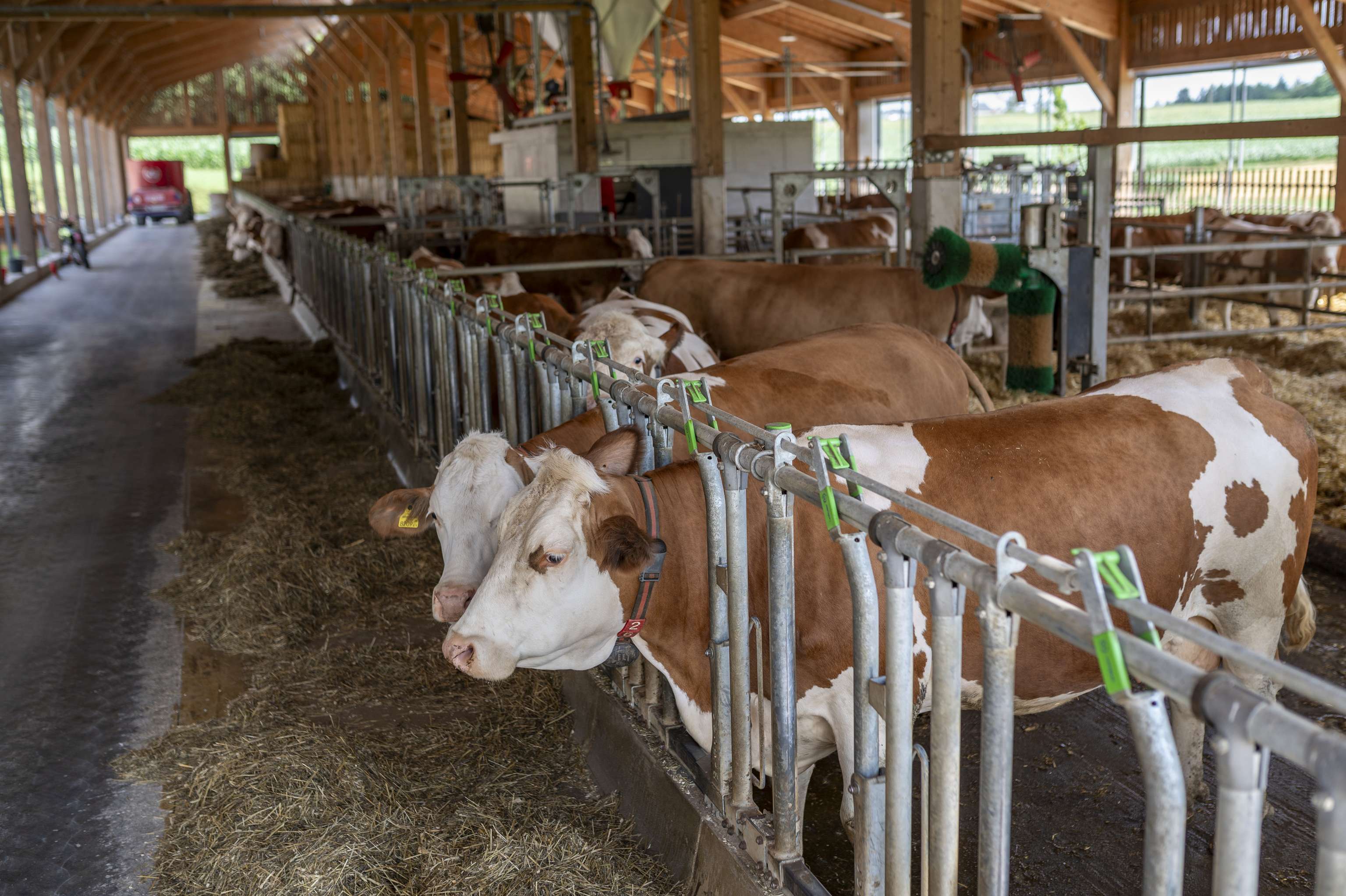 Im Milchviehstall