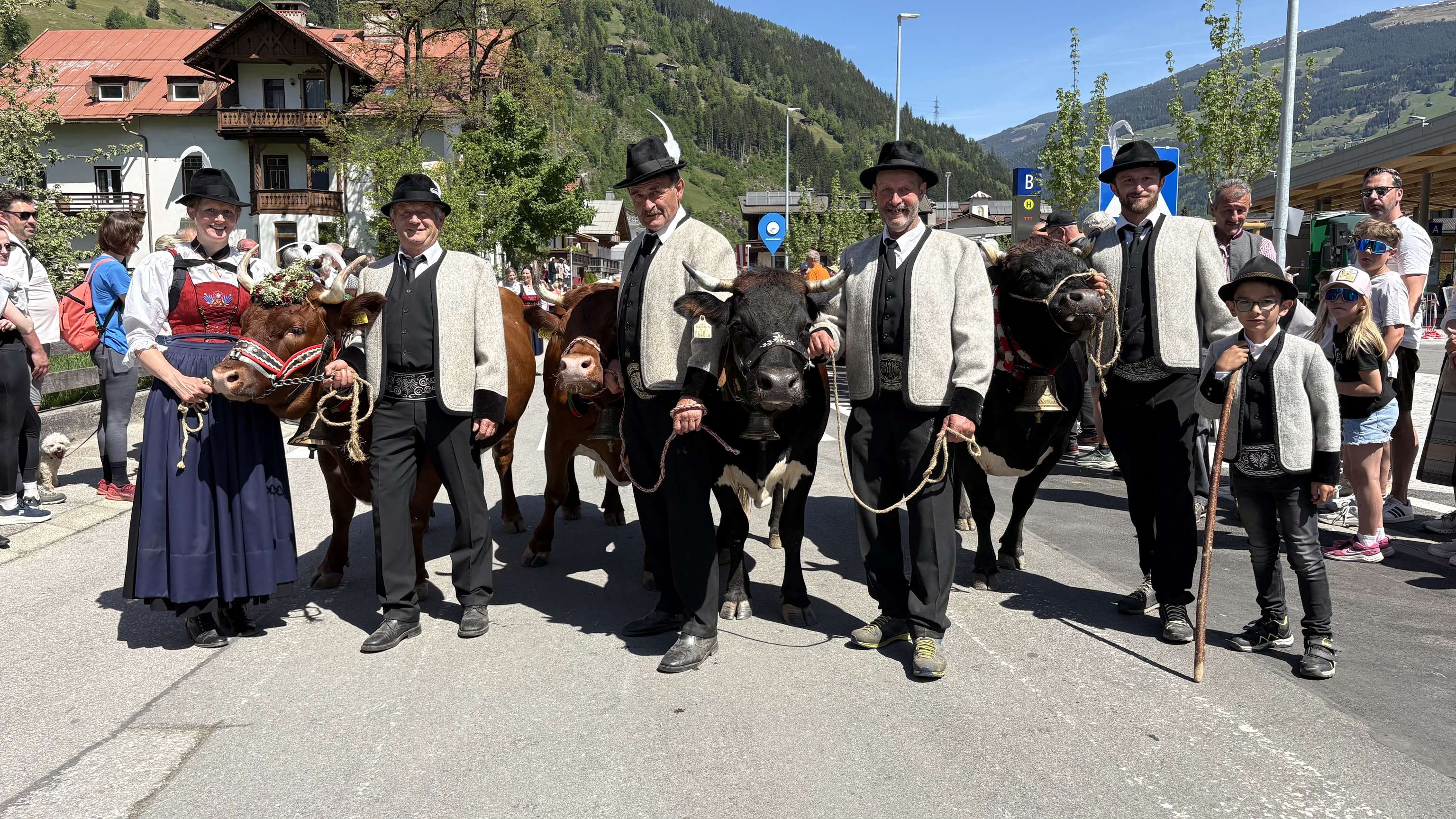 Die Tux-Zillertaler Rinder wurden beim Gauderfest präsentiert.