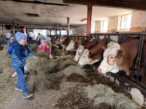 Kinder füttern Kühe im Stall mit Heu.