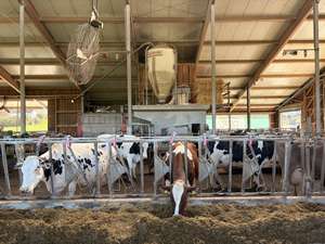 Blick in den Laufstall