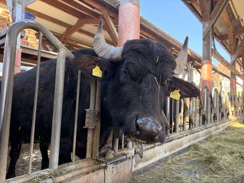 Ein Wasserbüffel im Laufstall