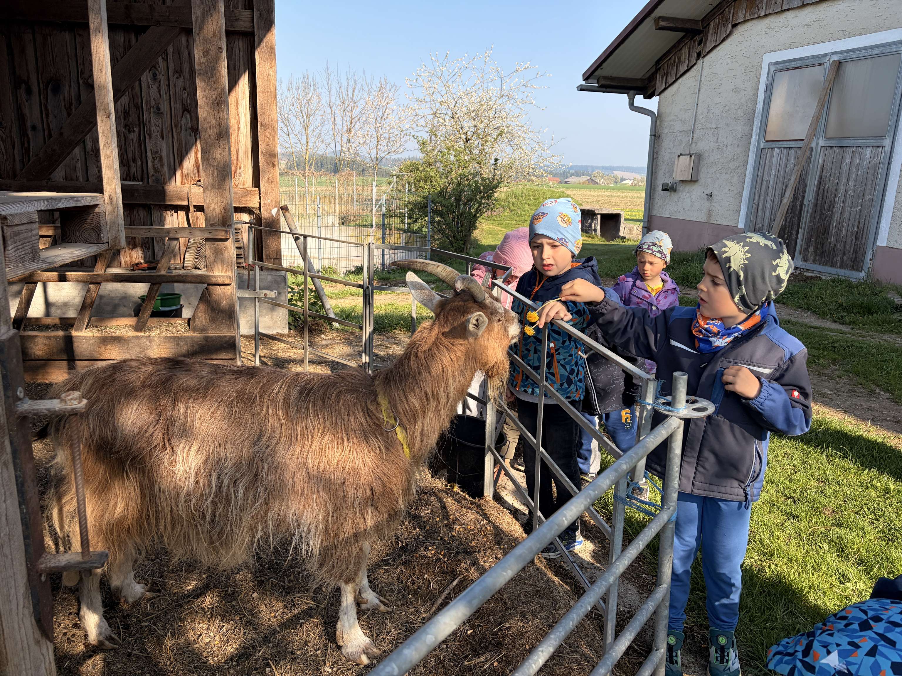 Kinder streicheln eine Ziege