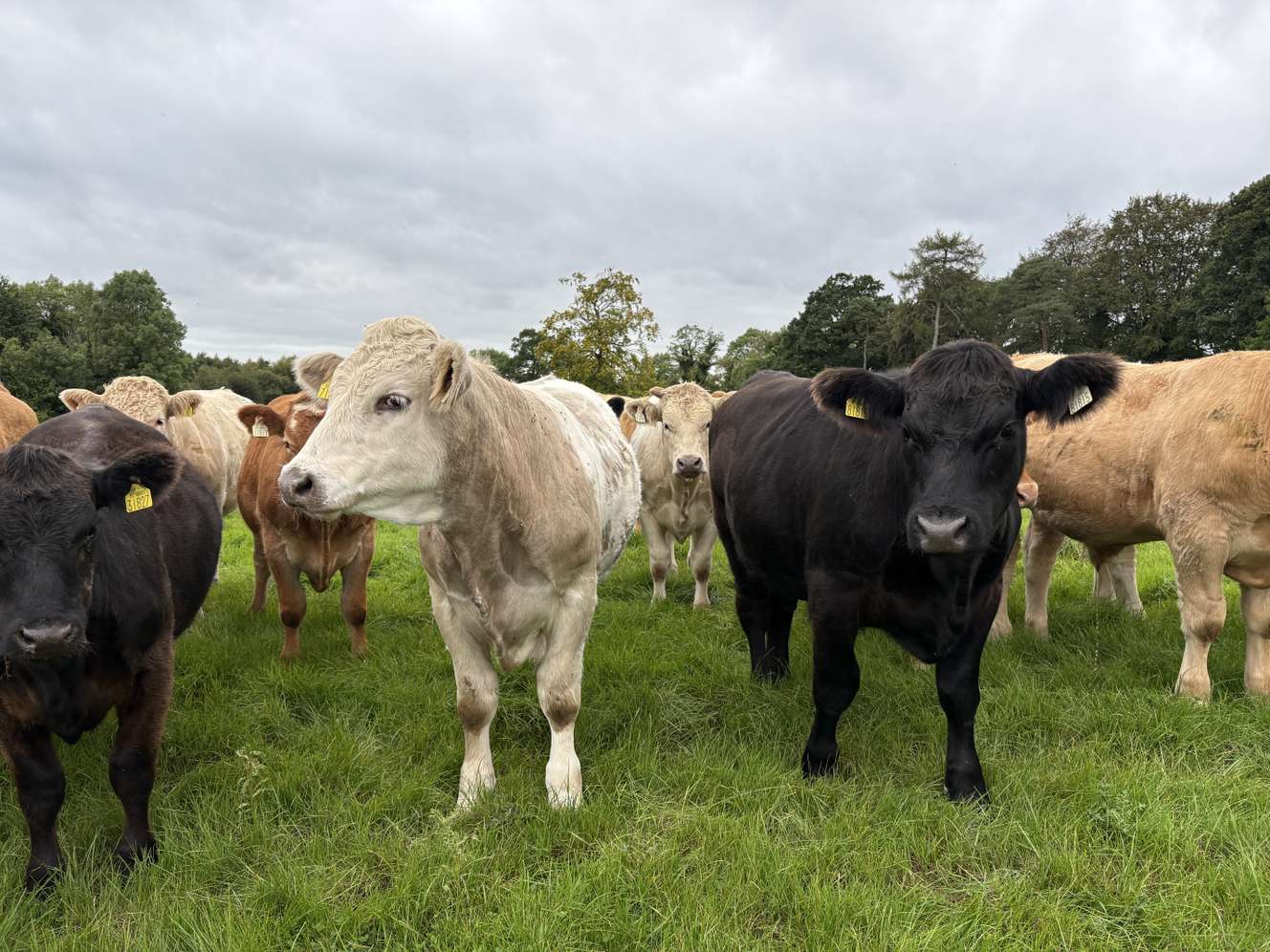Mehrere Rinder mit gelben Ohrmarken auf einer grünen Weide, darunter weiße, schwarze und braune Tiere, bewölkter Himmel.