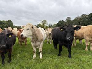 Mehrere Rinder mit gelben Ohrmarken auf einer grünen Weide, darunter weiße, schwarze und braune Tiere, bewölkter Himmel.