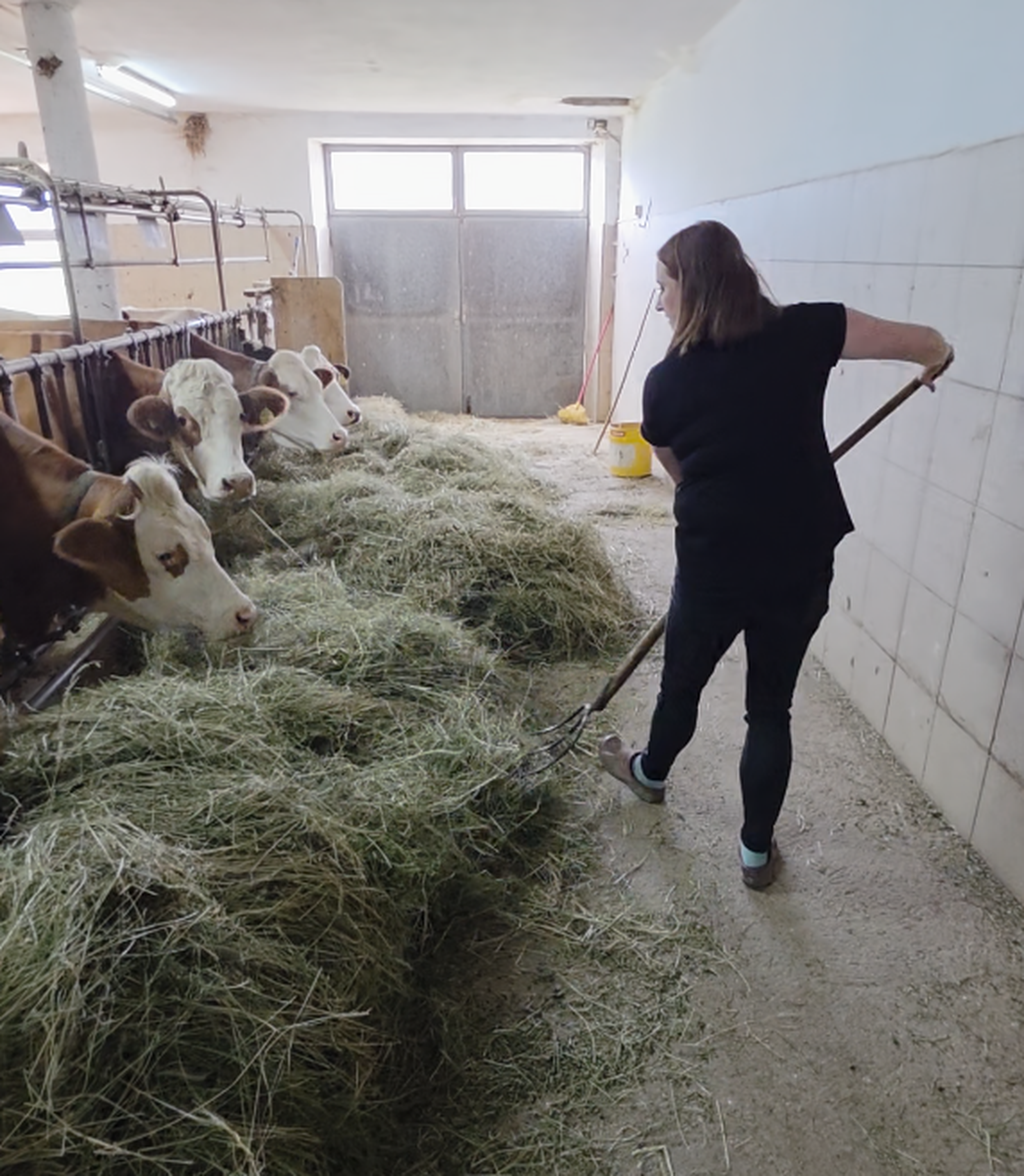 Gruber bei der Stallarbeit
