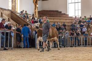 Versteigerung Zuchtrinder 9 ID91087