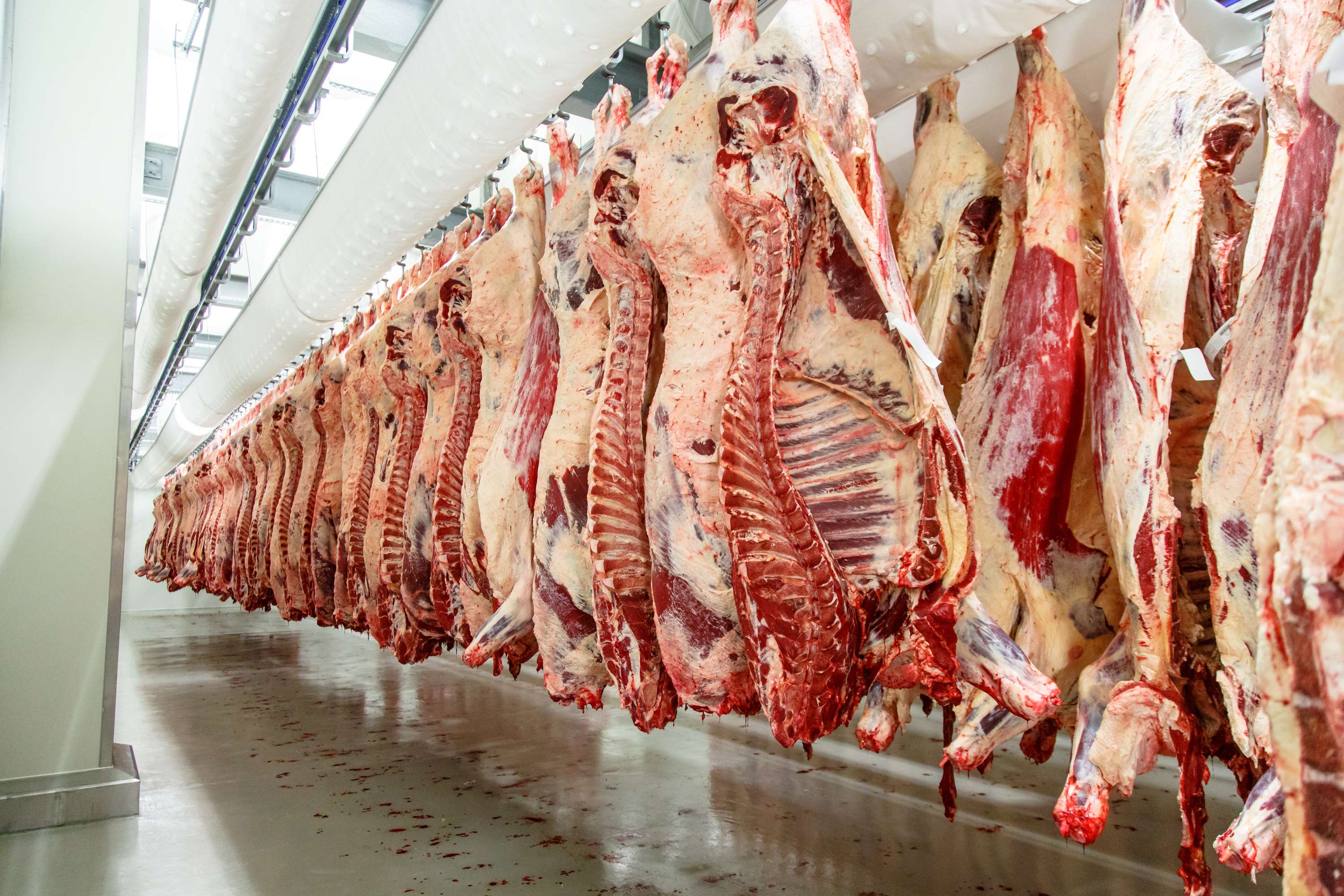 Schlachthälften vom Rind hängen dicht an dicht in einem großflächigen und hellen Kühlraum