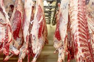 Schlachthälften von Rindern hängen in einem hellen Kühlhaus