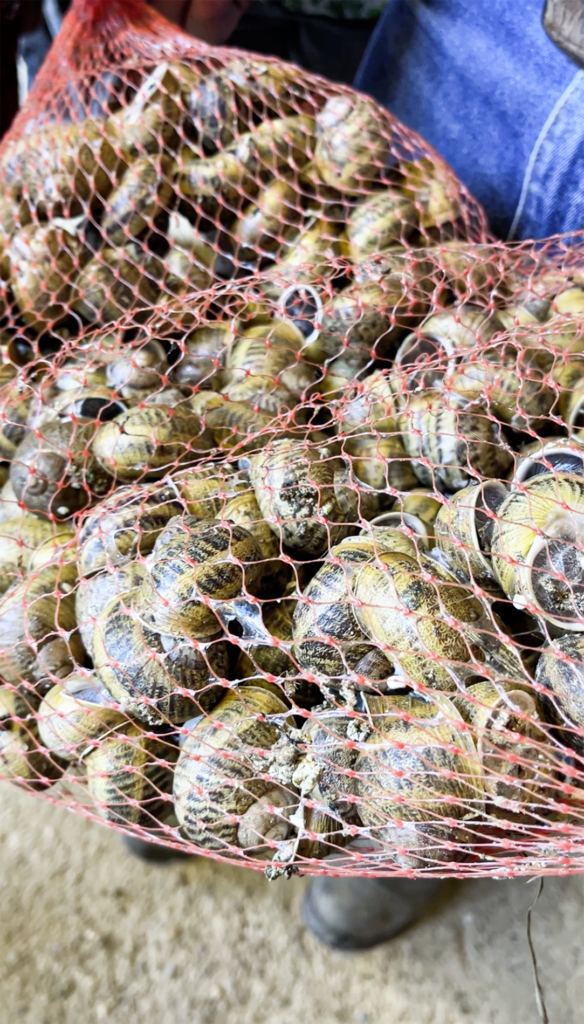 Im Herbst behält Meyer 9.000 Schnecken in einem kalten Raum in Winterstarre, um sie im Frühling zur Vermehrung zu nutzen.