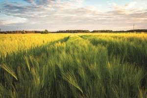 A lush green field of crops under a partly cloudy sky, with a visible path through the middle, leading to a distant tree line.