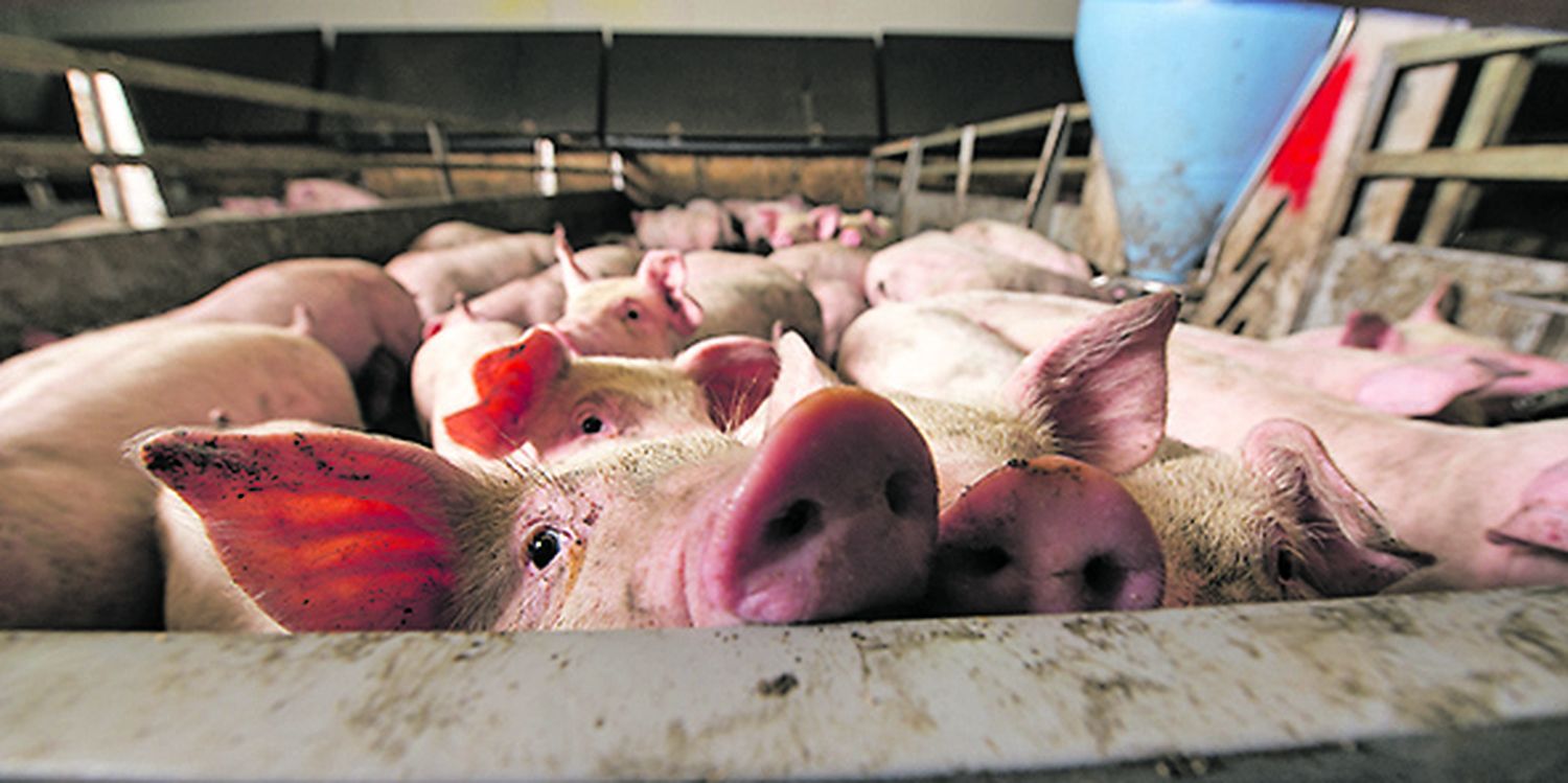 Pig At Factory