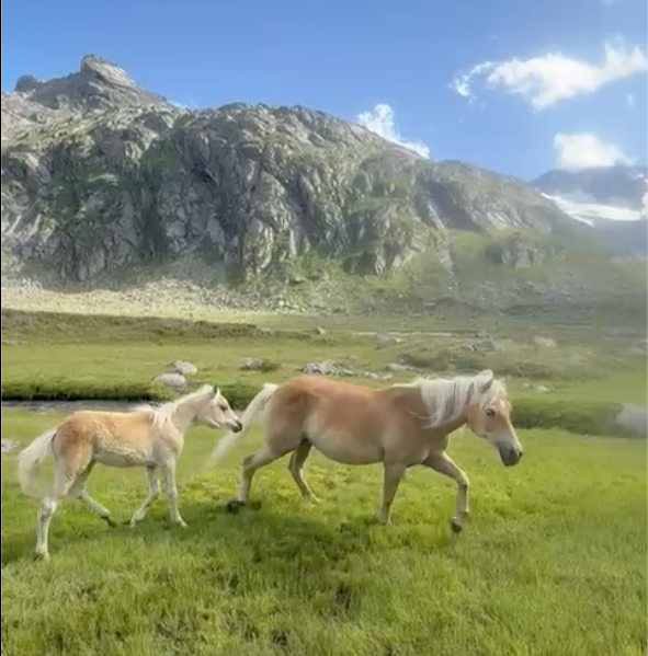 Haflinger Schwarzensteinalm