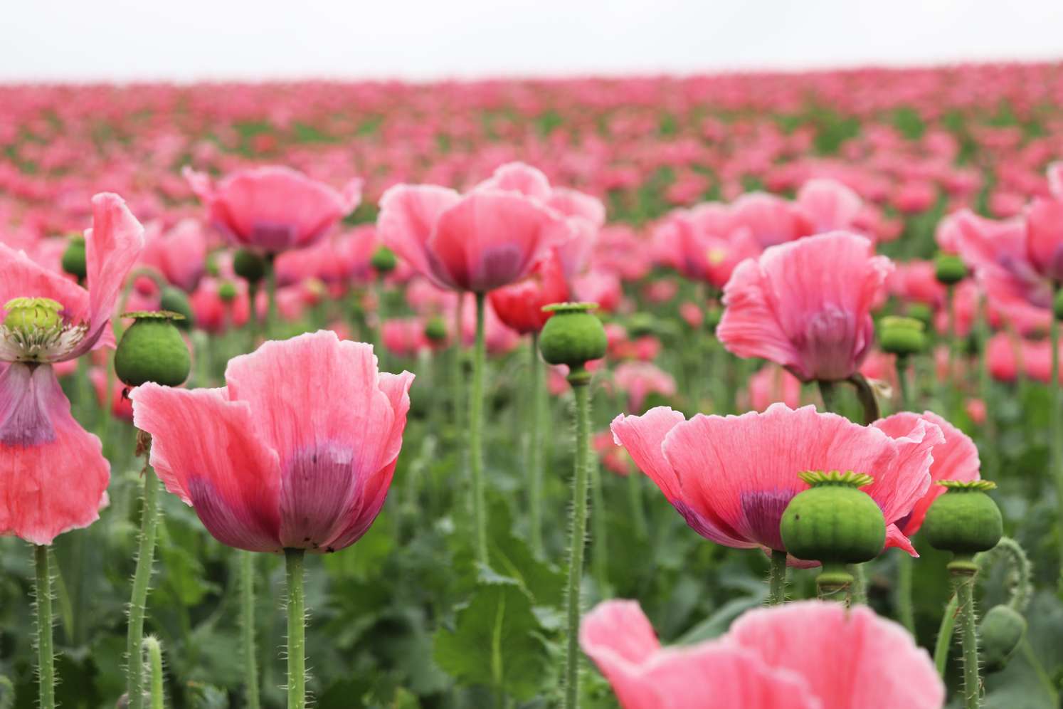 Weites Mohnblumenfeld mit leuchtend rosa Blüten und grünen Samenkapseln auf langen Stielen, bewölkter Himmel im Hintergrund.