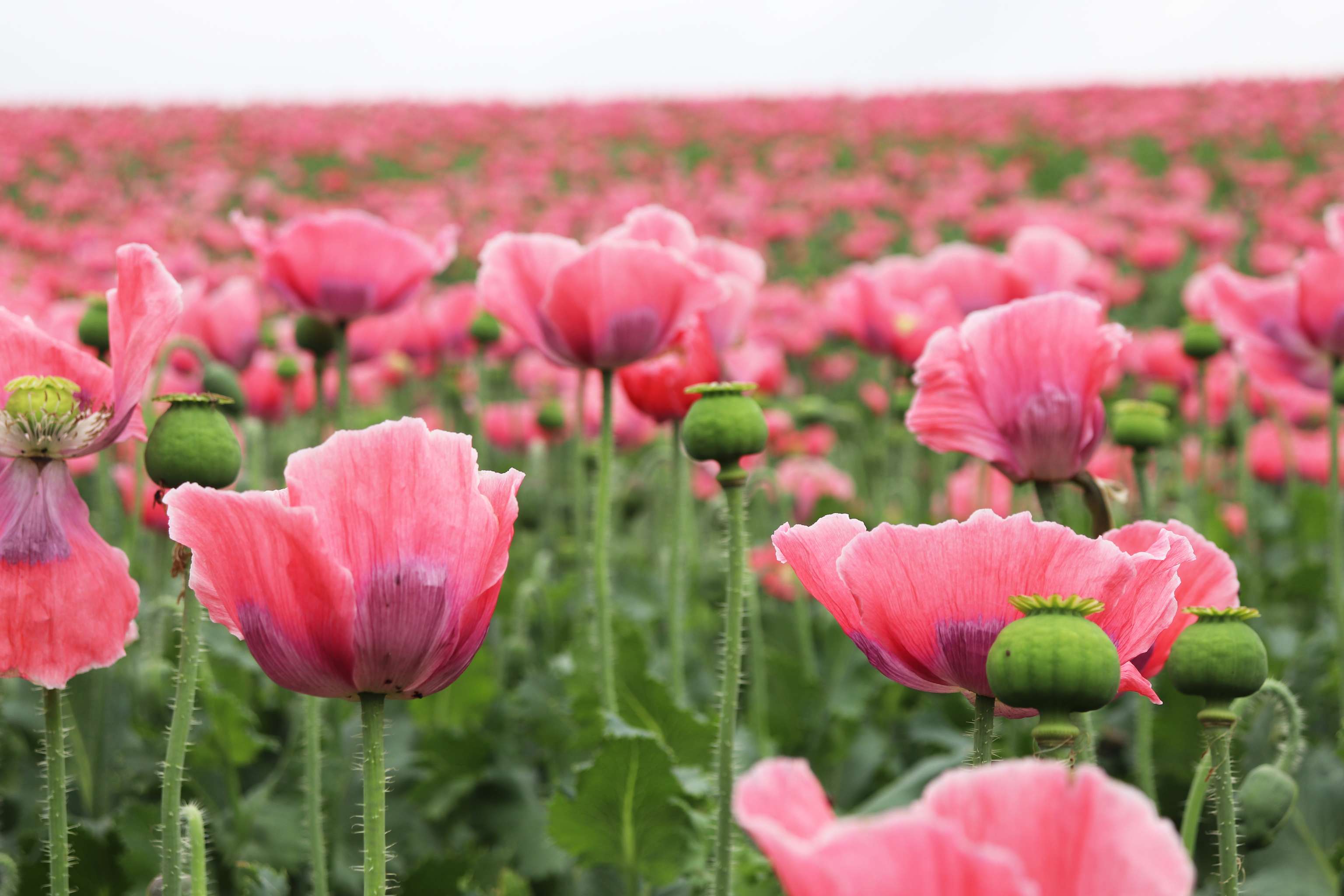 Weites Mohnblumenfeld mit leuchtend rosa Blüten und grünen Samenkapseln auf langen Stielen, bewölkter Himmel im Hintergrund.