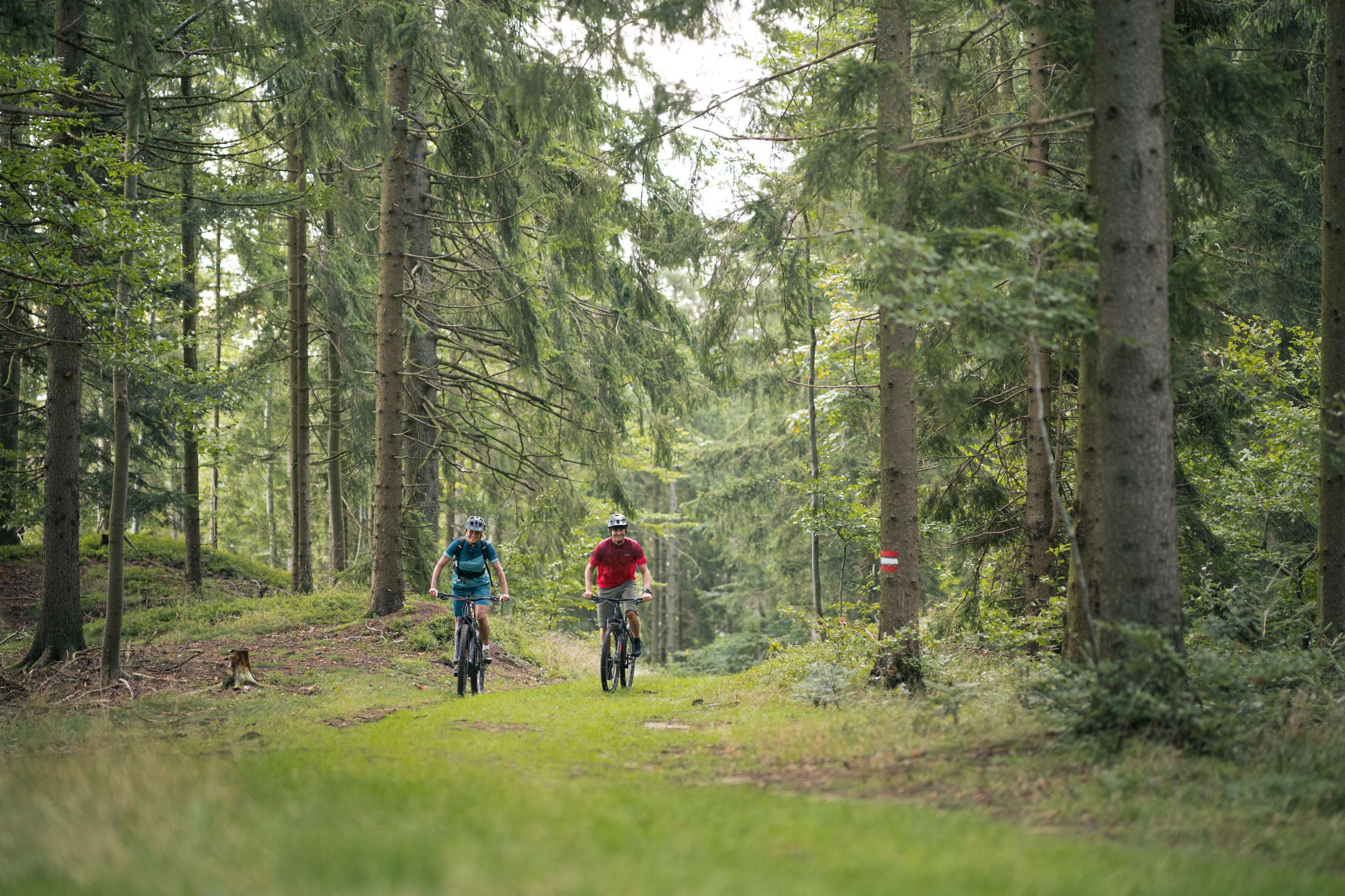 Zwei Mountainbiker fahren durch den Wald